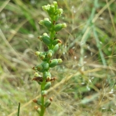 Microtis sp. at Canberra Central, ACT - 18 Dec 2016