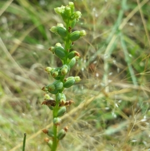 Microtis sp. at Canberra Central, ACT - 18 Dec 2016