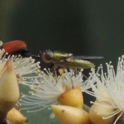 Odontomyia decipiens (Green Soldier Fly) at Conder, ACT - 11 Dec 2016 by michaelb