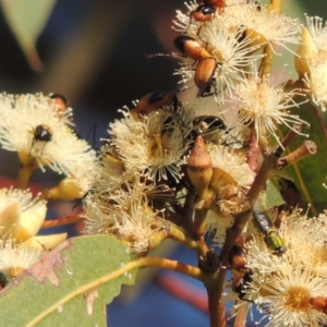 Odontomyia decipiens at Conder, ACT - 11 Dec 2016