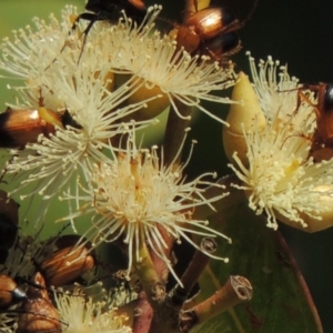 Phyllotocus macleayi at Conder, ACT - 11 Dec 2016