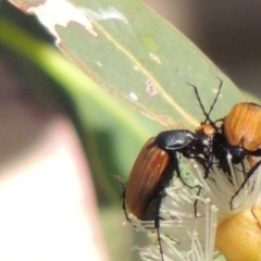 Phyllotocus rufipennis (Nectar scarab) at Conder, ACT - 11 Dec 2016 by michaelb