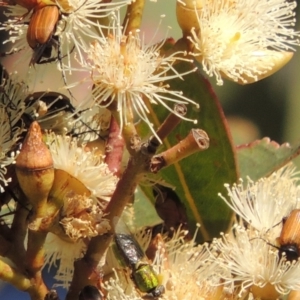 Phyllotocus rufipennis at Conder, ACT - 11 Dec 2016