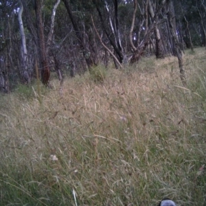 Gymnorhina tibicen at Gungahlin, ACT - 18 Dec 2016 12:00 AM