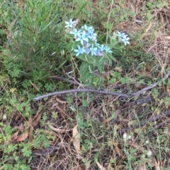 Oxypetalum coeruleum at Jerrabomberra, NSW - 19 Dec 2016 10:10 AM