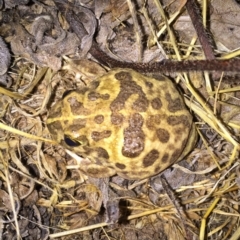 Neobatrachus sudellae (Sudell's Frog or Common Spadefoot) at Wandiyali-Environa Conservation Area - 18 Dec 2016 by Wandiyali