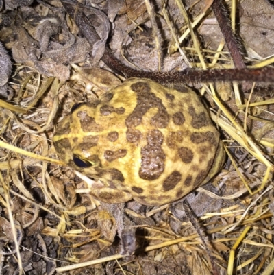 Neobatrachus sudellae (Sudell's Frog or Common Spadefoot) at Wandiyali-Environa Conservation Area - 18 Dec 2016 by Wandiyali