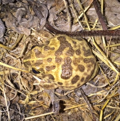 Neobatrachus sudellae (Sudell's Frog or Common Spadefoot) at Googong, NSW - 19 Dec 2016 by Wandiyali