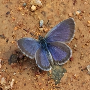 Zizina otis at Googong, NSW - 19 Dec 2016 11:26 AM