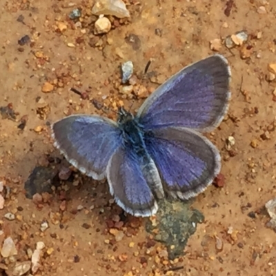 Zizina otis (Common Grass-Blue) at Wandiyali-Environa Conservation Area - 19 Dec 2016 by Wandiyali
