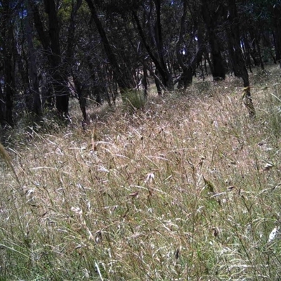 Unidentified at Mulligans Flat - 18 Dec 2016 by MulligansFlat1