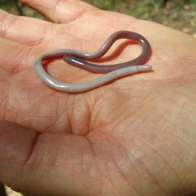 Anilios nigrescens (Blackish Blind Snake) at Canberra Central, ACT - 19 Dec 2016 by nic.jario