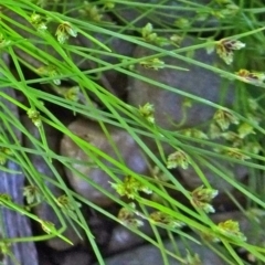 Isolepis marginata (Coarse Club-Sedge) at Sth Tablelands Ecosystem Park - 10 Nov 2016 by galah681