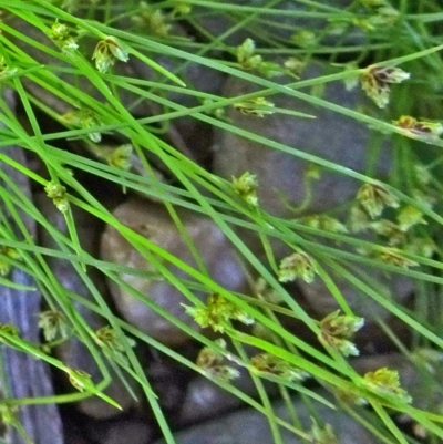 Isolepis marginata (Coarse Club-Sedge) at Molonglo Valley, ACT - 10 Nov 2016 by galah681