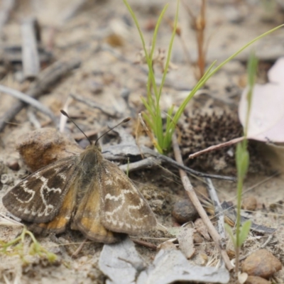 Synemon plana (Golden Sun Moth) at Latham, ACT - 13 Dec 2016 by DaveW