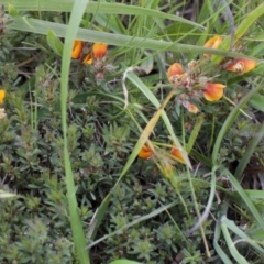 Pultenaea subspicata (Low Bush-pea) at Belconnen, ACT - 27 Oct 2016 by DaveW