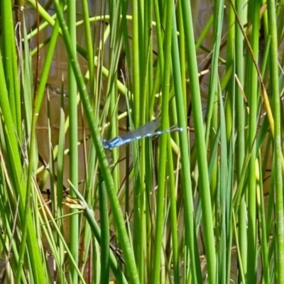 Austrolestes leda (Wandering Ringtail) at Molonglo Valley, ACT - 27 Nov 2016 by galah681