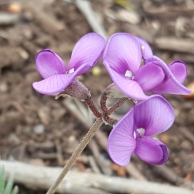 Swainsona sp. at Wambrook, NSW - 14 Dec 2016 by Mike