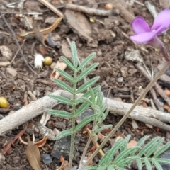 Swainsona sp. at Wambrook, NSW - 14 Dec 2016