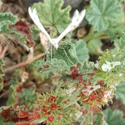 Wheeleria spilodactylus (Horehound plume moth) at Wambrook, NSW - 14 Dec 2016 by Mike