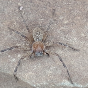 Neosparassus sp. (genus) at Wambrook, NSW - 12 Dec 2016 07:20 PM