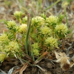 Scleranthus diander (Many-flowered Knawel) at Wambrook, NSW - 13 Dec 2016 by Mike