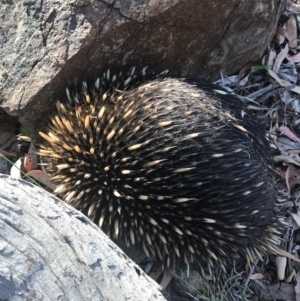 Tachyglossus aculeatus at Majura, ACT - 19 Dec 2016