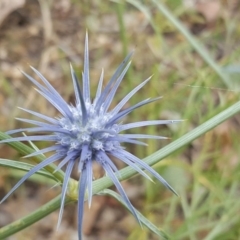 Eryngium ovinum (Blue Devil) at O'Malley, ACT - 17 Dec 2016 by Mike