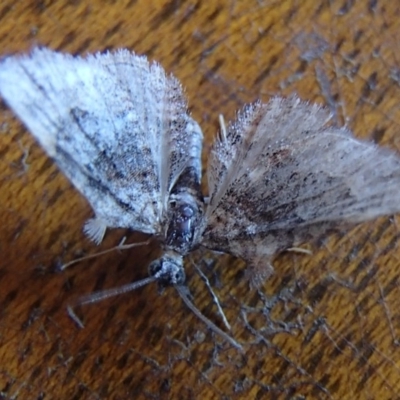 Phrissogonus laticostata (Apple looper moth) at Barragga Bay, NSW - 11 Dec 2016 by narelle