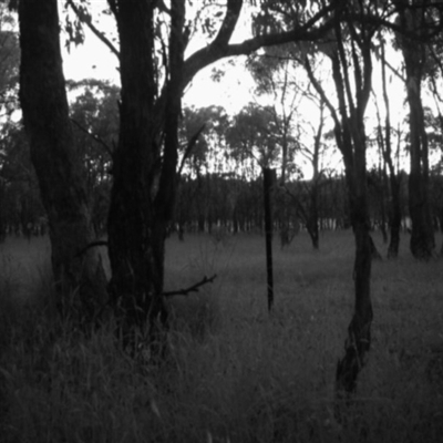 Macropus giganteus at Mulligans Flat - 18 Dec 2016 by MulligansFlat1