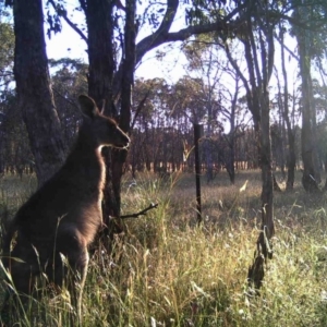 Macropus giganteus at Gungahlin, ACT - 19 Dec 2016