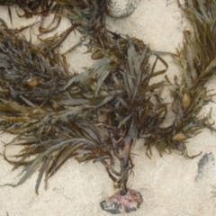 Unidentified Marine Alga & Seaweed at Batemans Marine Park - 15 Dec 2016 by Jennyncmg