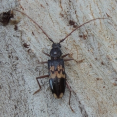 Phoracantha semipunctata (Common Eucalypt Longicorn) at Pollinator-friendly garden Conder - 12 Dec 2016 by michaelb