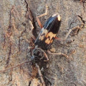 Phoracantha semipunctata at Conder, ACT - 13 Dec 2016