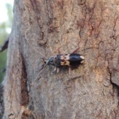 Phoracantha semipunctata at Conder, ACT - 13 Dec 2016 07:55 AM