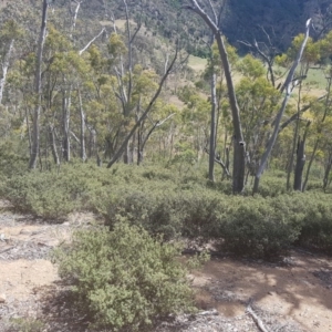 Pomaderris pallida at Kambah, ACT - 9 Dec 2016