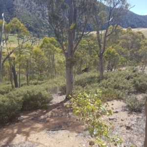 Pomaderris pallida at Kambah, ACT - 9 Dec 2016