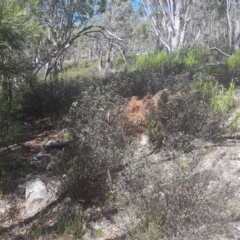 Pomaderris pallida at Stromlo, ACT - 9 Dec 2016