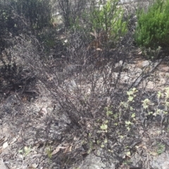 Pomaderris pallida at Stromlo, ACT - 9 Dec 2016