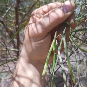 Acacia doratoxylon at Stromlo, ACT - 9 Dec 2016