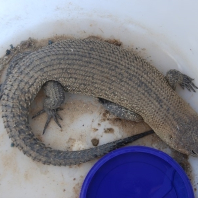 Egernia cunninghami (Cunningham's Skink) at Bango, NSW - 3 Dec 2016 by Renzy357