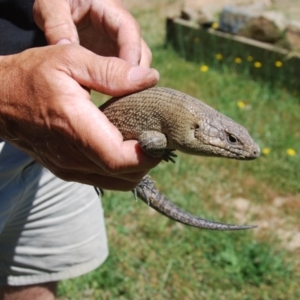 Egernia cunninghami at Bango, NSW - 4 Dec 2016