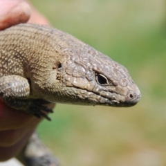 Egernia cunninghami at Bango, NSW - 4 Dec 2016