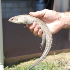 Egernia cunninghami at Bango, NSW - 4 Dec 2016