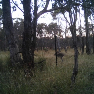 Macropus giganteus at Gungahlin, ACT - 20 Dec 2016 12:00 AM