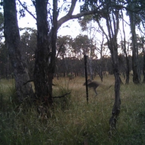 Macropus giganteus at Gungahlin, ACT - 20 Dec 2016