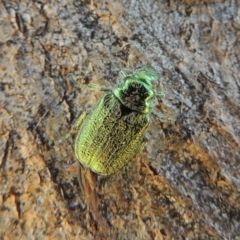 Diphucephala sp. (genus) (Green Scarab Beetle) at Pollinator-friendly garden Conder - 11 Dec 2016 by michaelb
