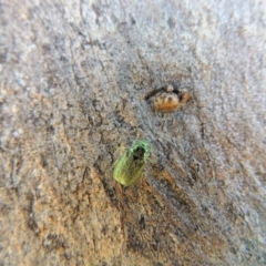 Diphucephala sp. (genus) at Conder, ACT - 12 Dec 2016