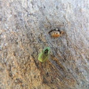 Diphucephala sp. (genus) at Conder, ACT - 12 Dec 2016 10:42 AM