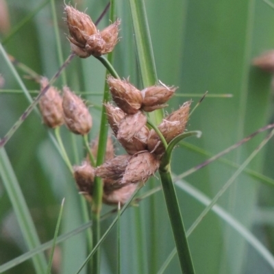 Bolboschoenus caldwellii (Salt Club-rush) at Fyshwick, ACT - 13 Dec 2016 by michaelb